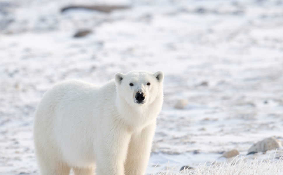 Ensemble pour les ours polaires 🐻‍❄️❤️ Découvrez comment Björn et "Pays de l'Ours" unissent leurs forces!